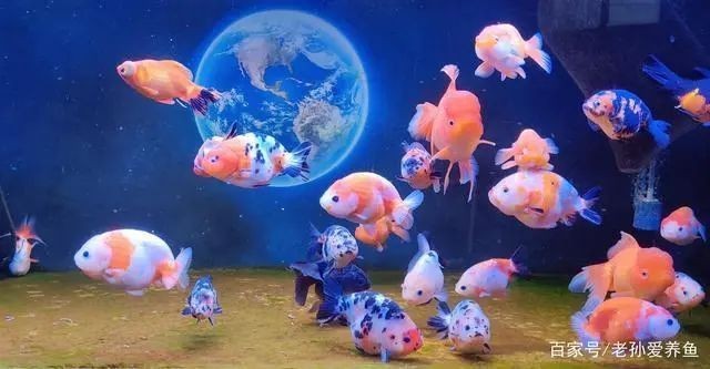 龍魚水質檢測哪些不合格的