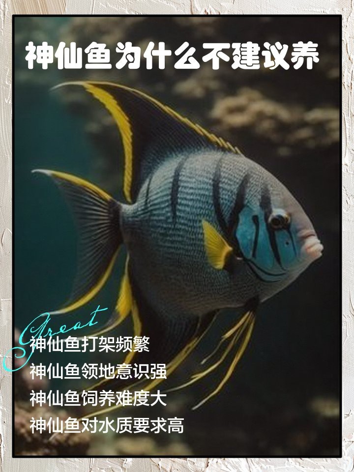 神仙魚為什么不建議養(yǎng)