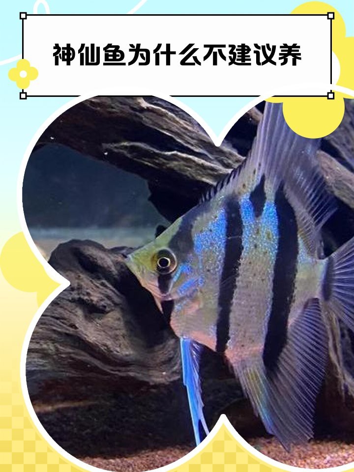 神仙魚為什么不建議養(yǎng)