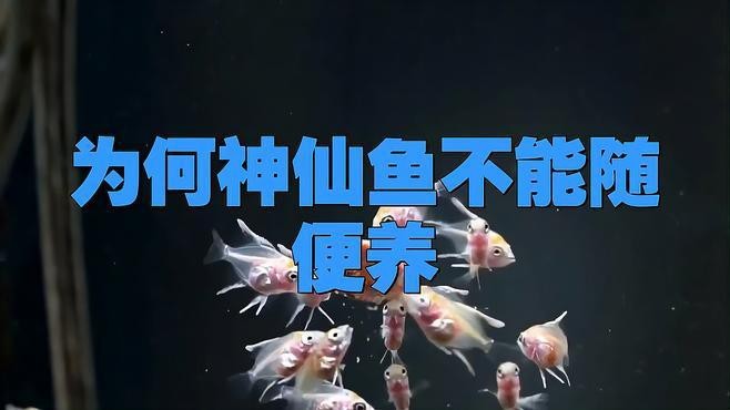 神仙魚為什么不建議養(yǎng)