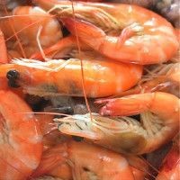 紅頭的魚(yú)是什么魚(yú)