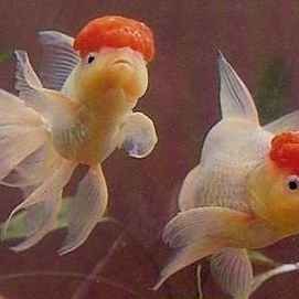 紅頭的魚(yú)是什么魚(yú)