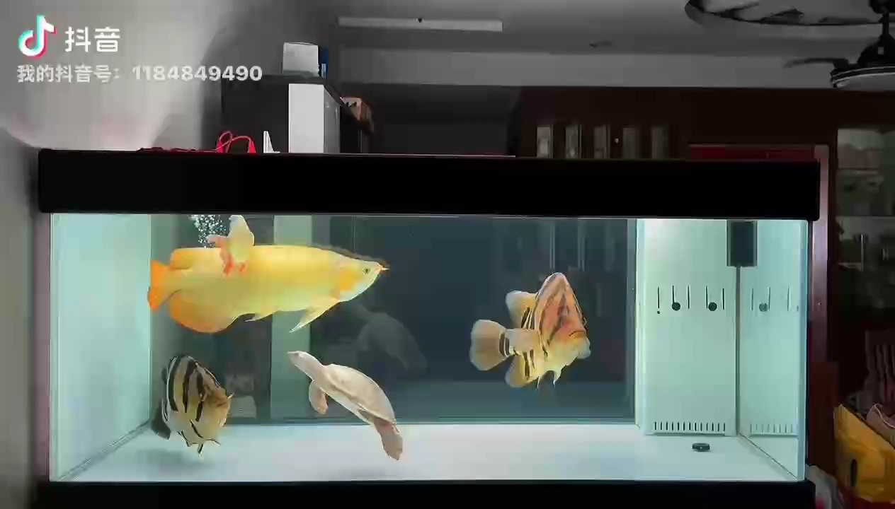 安靜的夜里獨自看看魚！