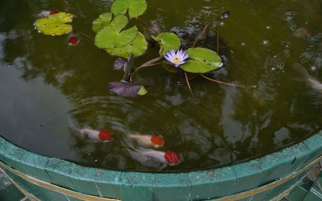 有哪些金魚品種會(huì)參加比賽？