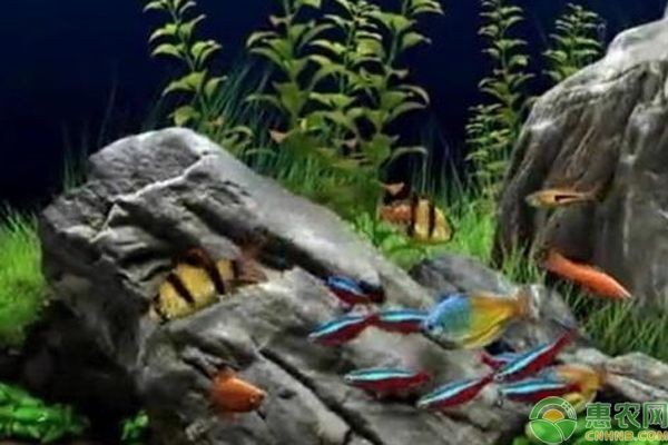 魚缸水質維護的詳細步驟：如何選擇適合魚缸的過濾器