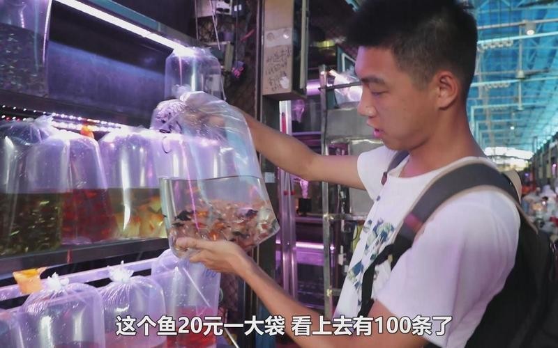 廣州觀賞魚批發(fā)市場
