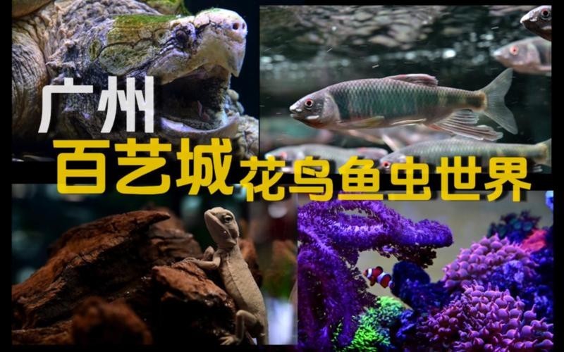 廣州觀賞魚批發市場