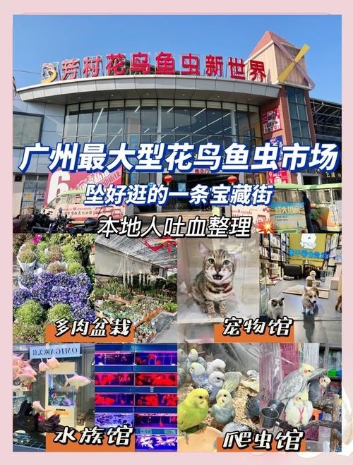 廣州觀賞魚批發市場