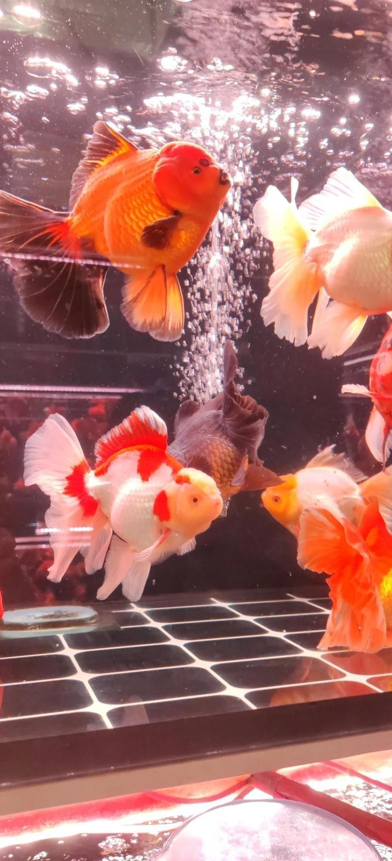 廣州觀賞魚批發市場