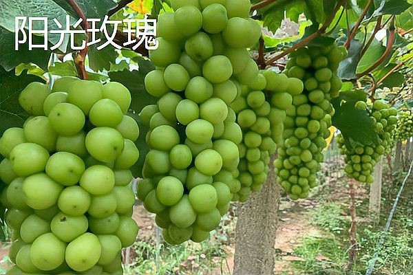 晴王貴還是陽光玫瑰貴
