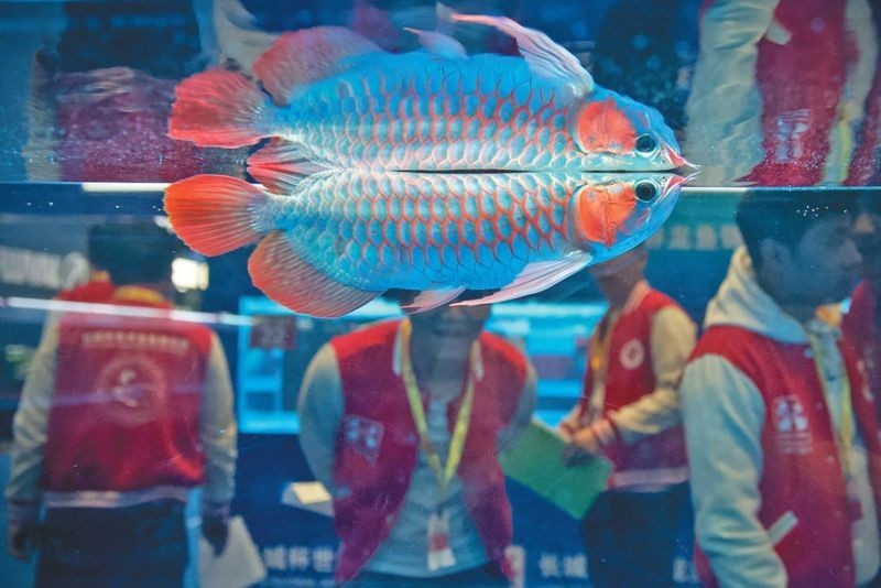 長城杯世界龍魚錦標賽的參賽條件是什么？