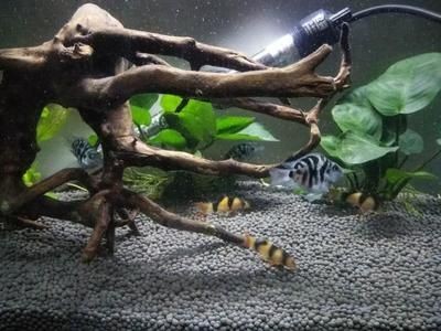 方形小魚(yú)缸適合養(yǎng)哪些魚(yú)：小魚(yú)缸養(yǎng)護(hù)技巧養(yǎng)護(hù)技巧小魚(yú)缸養(yǎng)魚(yú)的養(yǎng)護(hù)技巧
