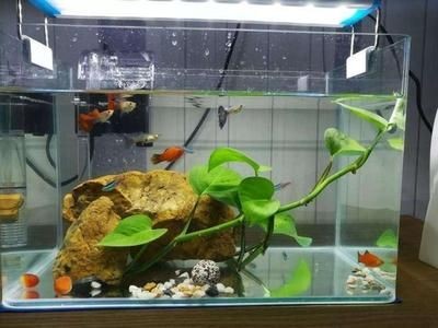 80缸養龍魚搭配幾條魚：養龍魚時需要特別注意魚缸的大小，因為龍魚的體型較大