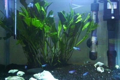 黑色背景的魚缸適合養(yǎng)多種魚類，黑魚混養(yǎng)指南黑魚混養(yǎng)指南：黑色背景的魚缸適合養(yǎng)多種魚類