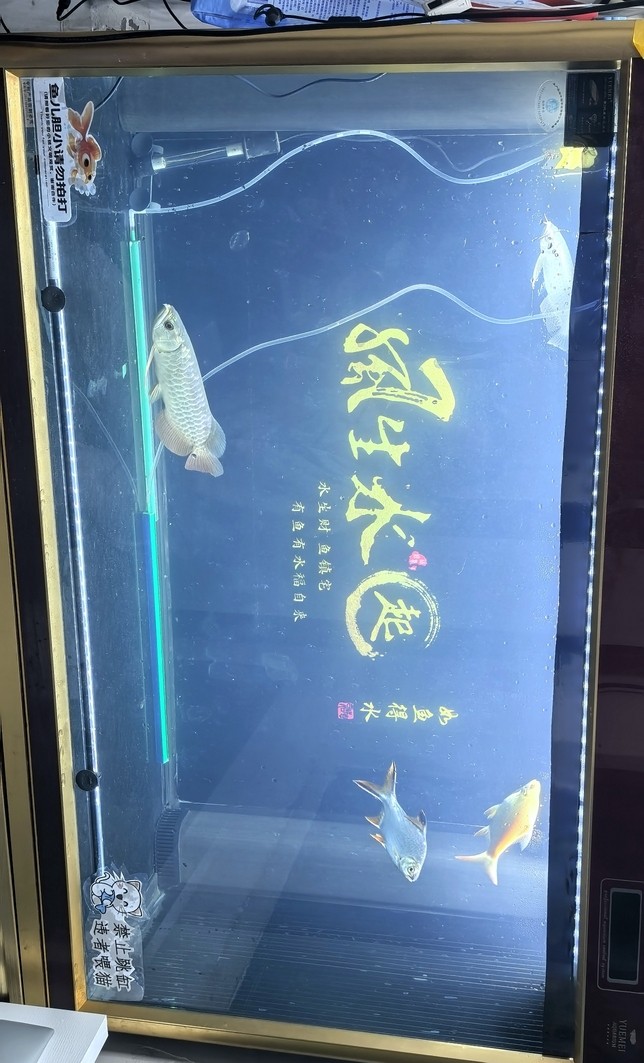 新添金鳳銀鳳[haochi]
