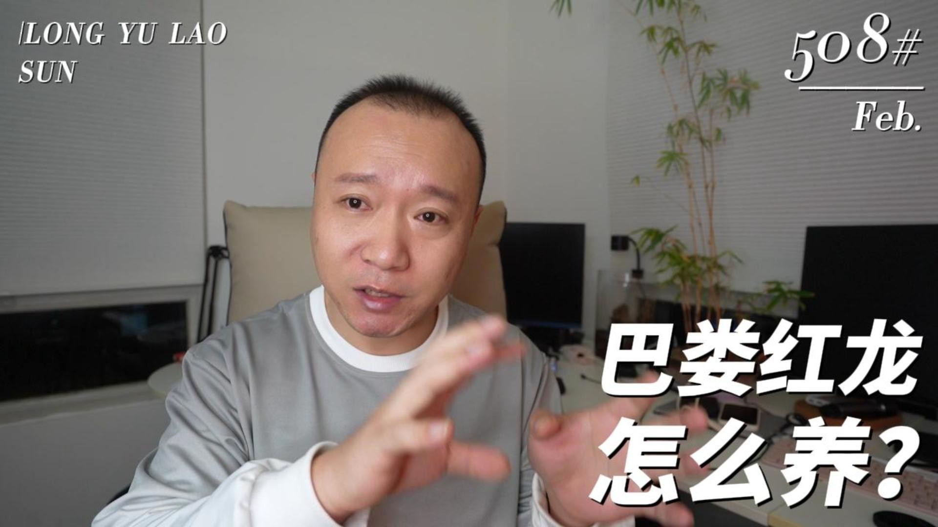 巴婁龍魚有哪些特點？
