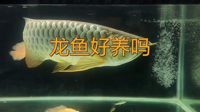 巴婁龍魚有哪些特點？