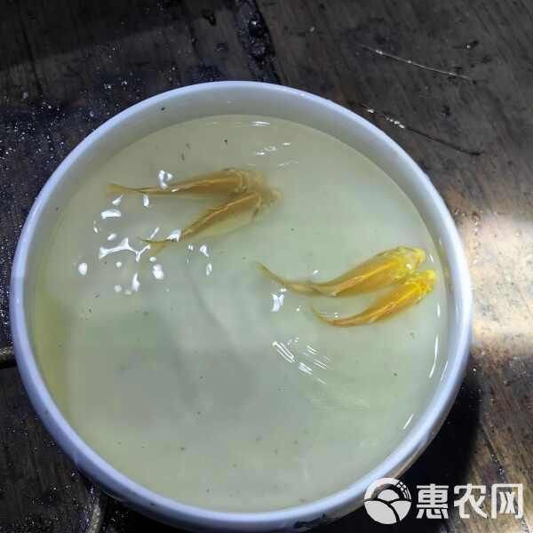 蝴蝶鯉最不值錢三個品種
