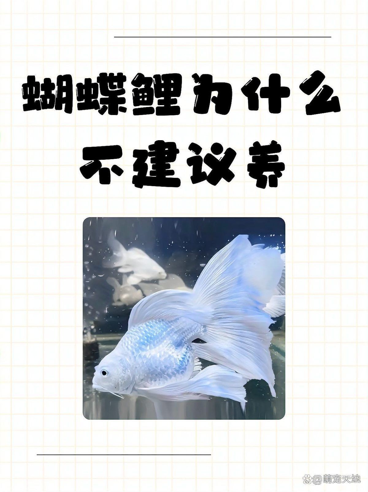 蝴蝶鯉最不值錢三個品種