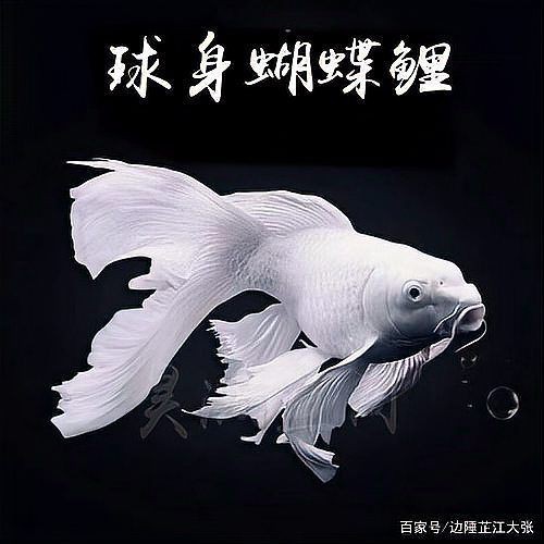 蝴蝶鯉最不值錢三個品種