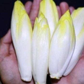 蝴蝶鯉最不值錢三個品種