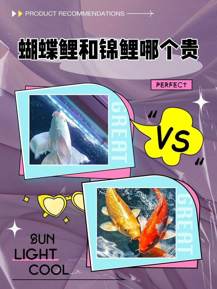 蝴蝶鯉最不值錢三個品種