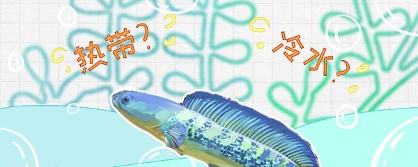 雷龍魚水溫過高如何處理：雷龍魚水溫過高怎么辦