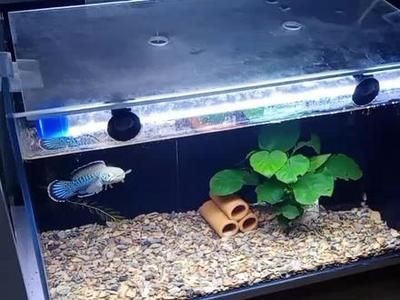 雷龍魚水溫過高如何處理：雷龍魚水溫過高怎么辦
