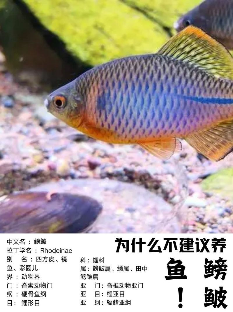 鳑鲏?mèng)~為何會(huì)被國(guó)家禁養(yǎng)