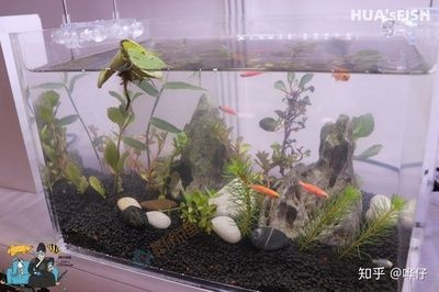 海水魚缸水發白霧蒙蒙的（如何搭建高效的魚缸過濾系統）