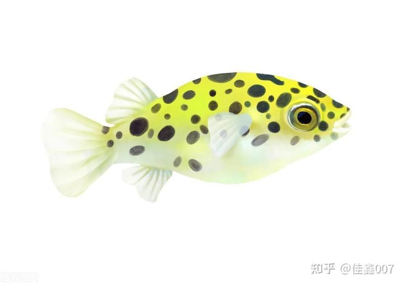 潛水艇魚怎么分公母圖片