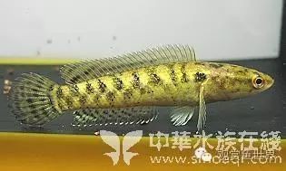 非洲雷龍魚