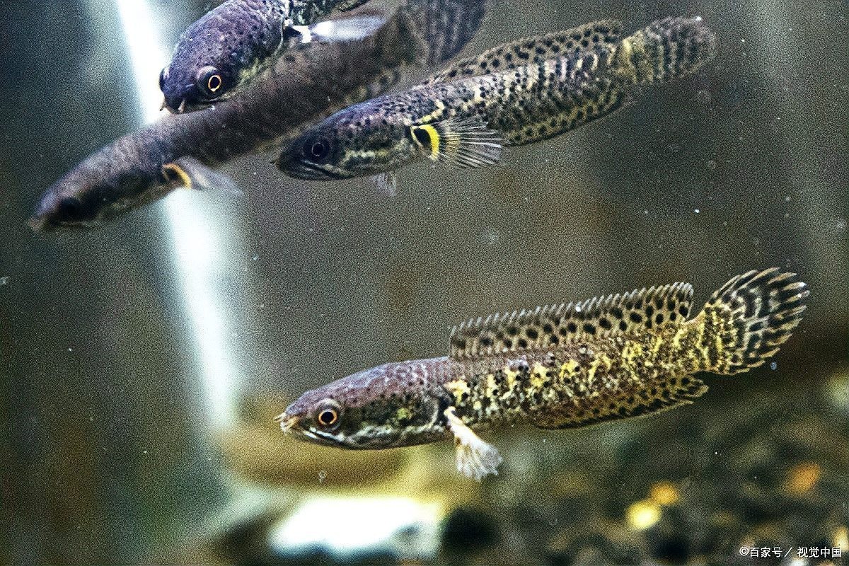 非洲雷龍魚