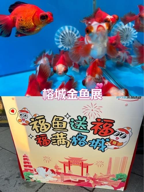 如何聯(lián)系福州市金魚行業(yè)協(xié)會？