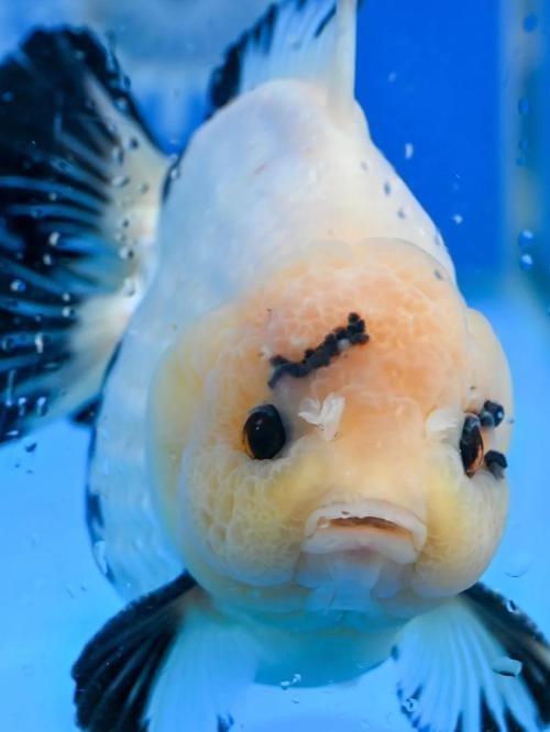 如何聯(lián)系福州市金魚行業(yè)協(xié)會？