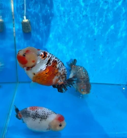 如何聯(lián)系福州市金魚行業(yè)協(xié)會？