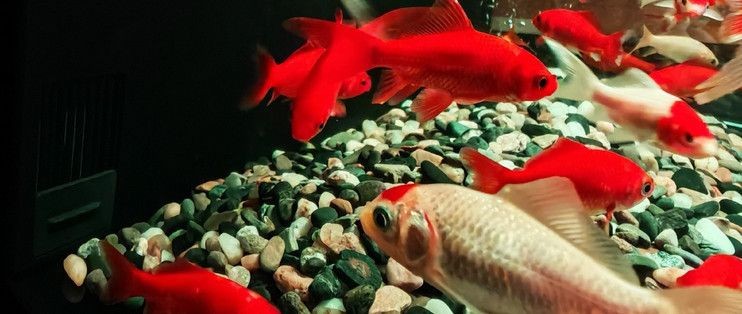當(dāng)貝智能魚缸1ultra：當(dāng)貝智能魚缸1ultra燈光模式對(duì)比，智能魚缸1ultra用戶評(píng)價(jià)匯總