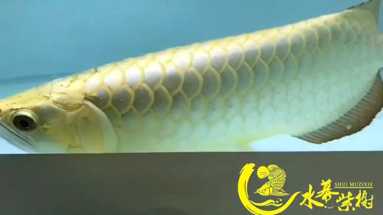 一條及畢業