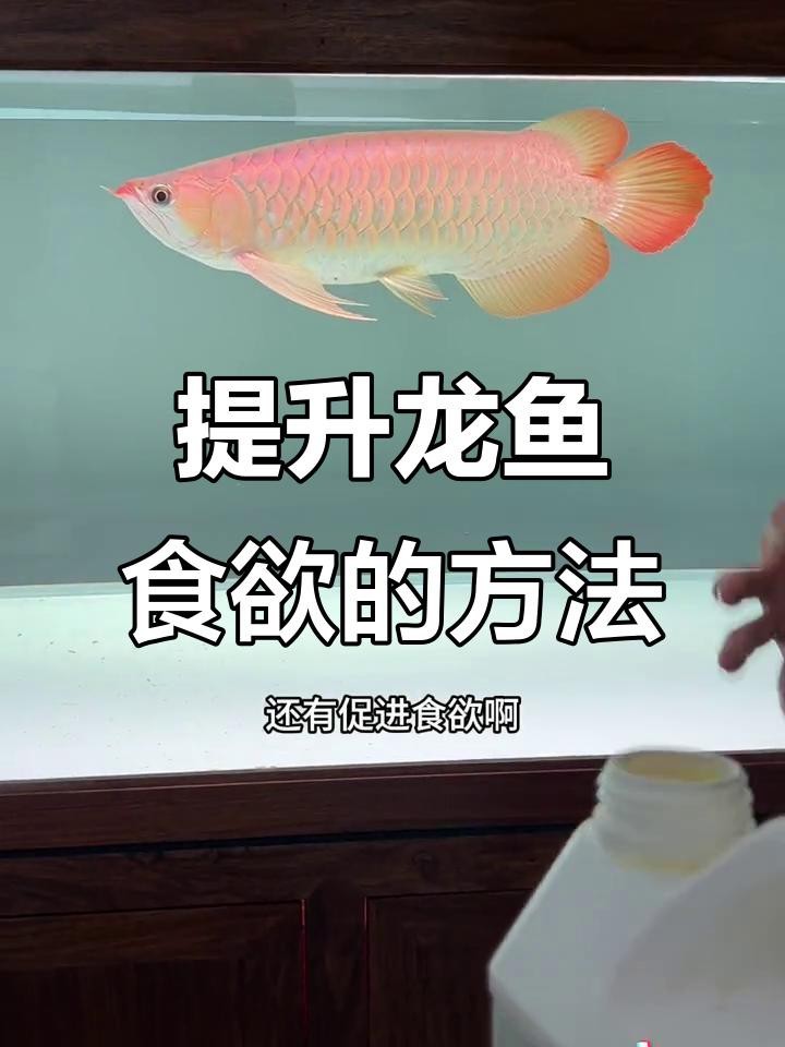 有哪些食物可以刺激龍魚食欲