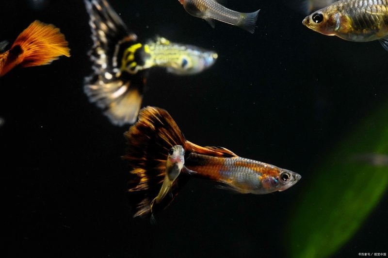 孔雀魚如何繁殖？