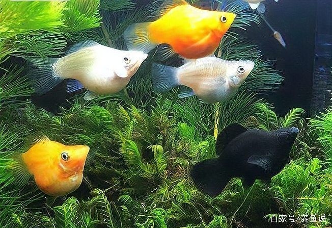 孔雀魚如何繁殖？