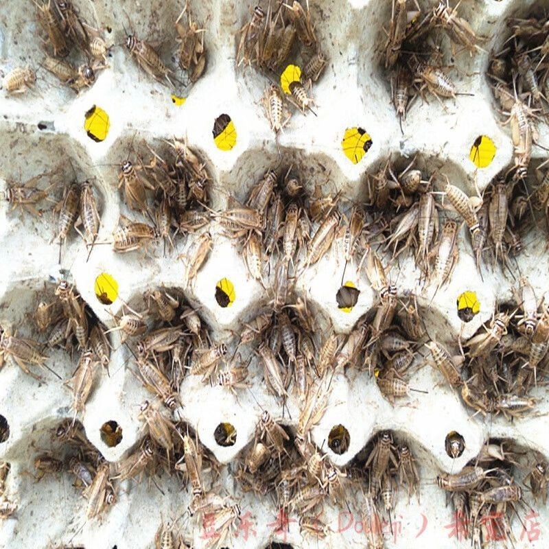 上海市崇明縣情波水族設計室