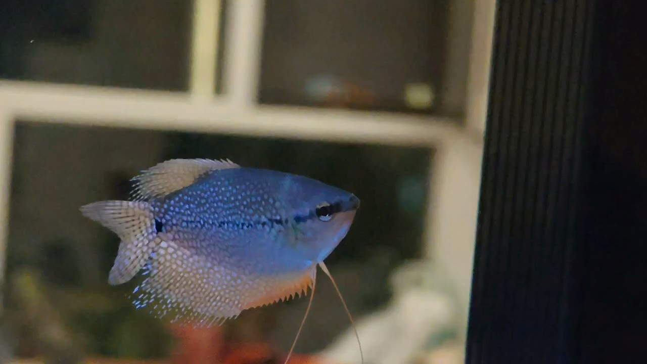 珍珠馬甲