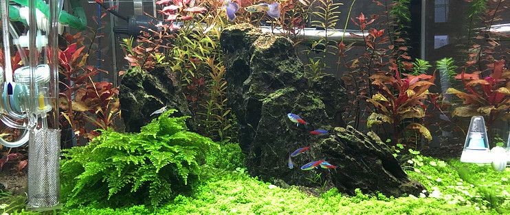 魚缸清潔工具的選擇與使用：魚缸清潔工具的選購與使用技巧