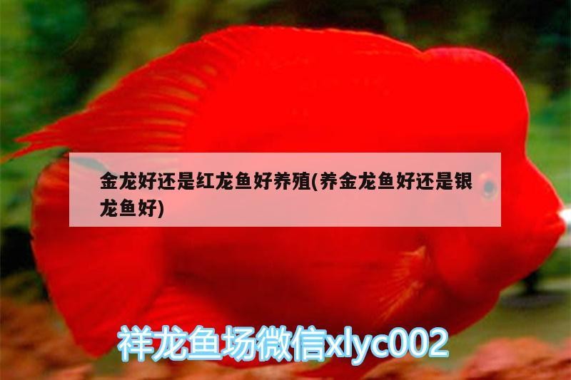 銀龍魚招財嗎_（銀龍魚是招財魚嗎）