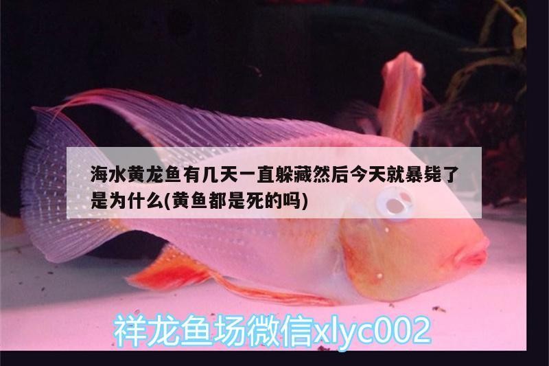 銀龍魚招財嗎_（銀龍魚是招財魚嗎）
