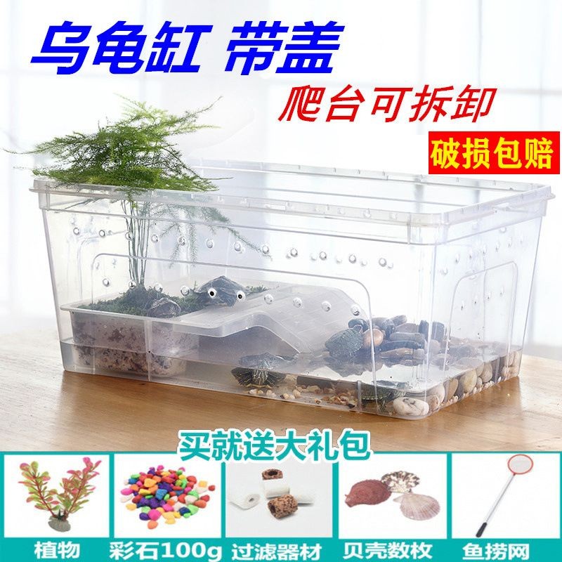 魚缸寵物螃蟹：養殖魚缸寵物螃蟹需要注意哪些問題