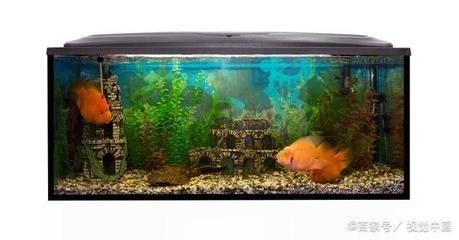 觀海水族魚缸養(yǎng)魚的注意事項(xiàng)：觀海水族魚缸養(yǎng)魚的一些關(guān)鍵要素