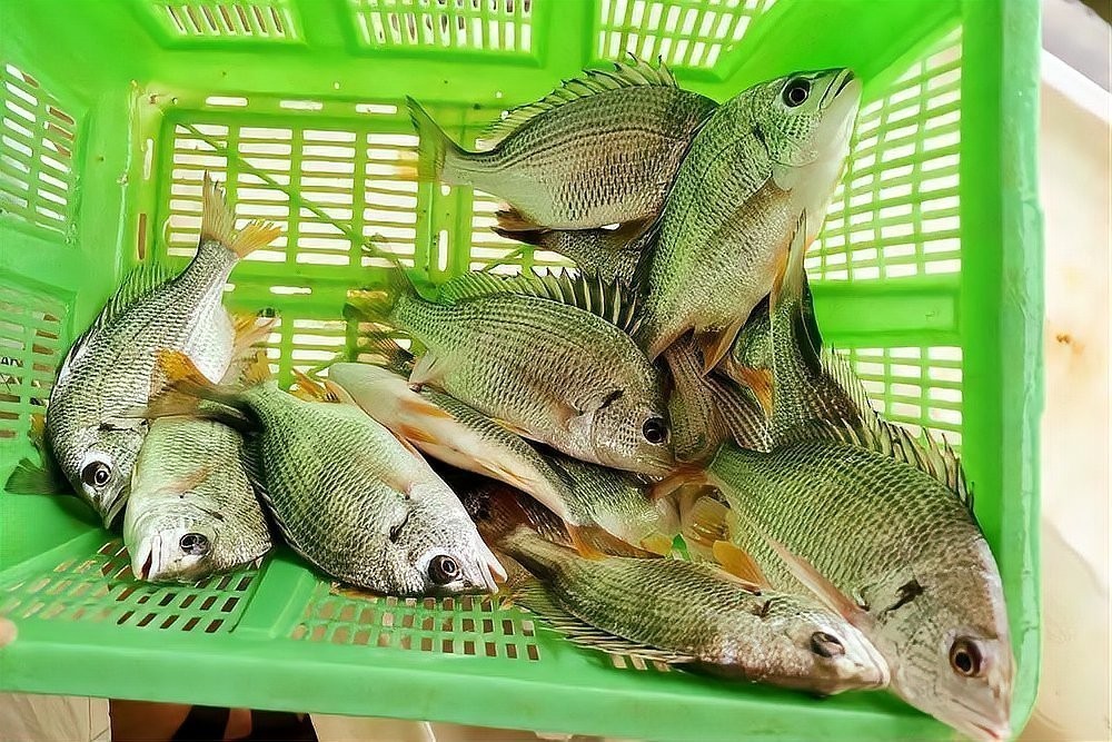 南沙區(qū)還有哪些特色海鮮？