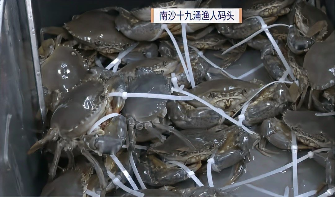 南沙區(qū)還有哪些特色海鮮？